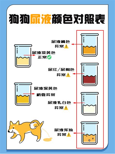 狗狗尿液顏色|這幾種跡象代表狗狗的泌尿系统亮紅燈啦？｜楊孝